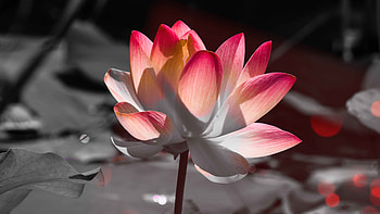 flower, macro HD wallpaper