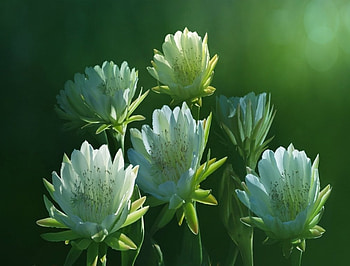 Water Lilies, flowers, lilies, lotus, beauty HD wallpaper