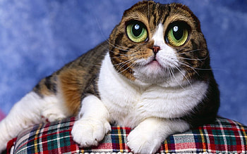 tubs, eyes, big HD wallpaper