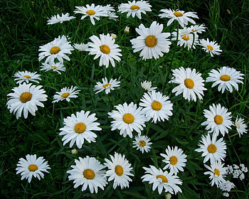 Flowers, Camomile, Greens, Lawn, Snow White HD wallpaper