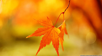 Autumn leaf background, bokeh, graphy, fall, , background, leaves, abstract, close-up, autumn, nature, leaf, , macro HD wallpaper