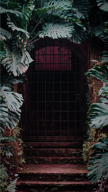 Leaves, Plant, Miscellanea, Miscellaneous, Door, Monstera, Lattice, Trellis HD phone wallpaper