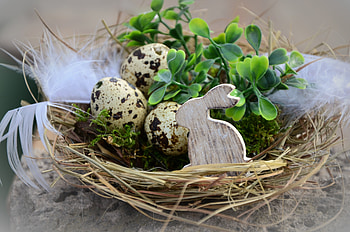 Holidays, Easter, Feather, Hare, Easter Eggs HD wallpaper