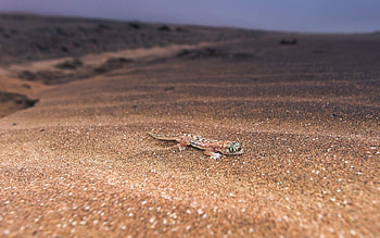 Animals, Nature, Background, Lizard HD wallpaper