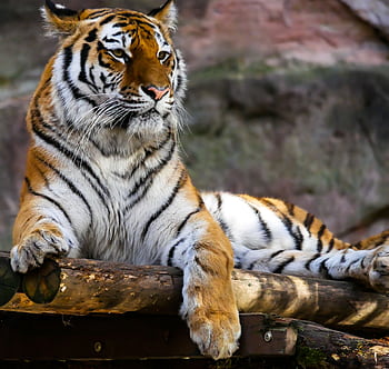 Close-up of a majestic tiger lying on a wooden platform, showcasing its fierce and regal presence. HD wallpaper