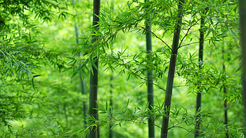 Forest , ultra , Tranquil nature, backgrounds HD wallpaper