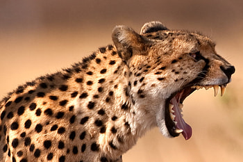 leopard, animal, 3d, big cat, wild cat HD wallpaper