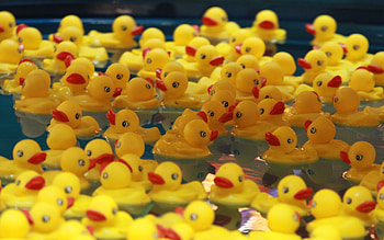 Cute Duckies, ducks, abstract, graphy, plastic, amusement, park HD wallpaper