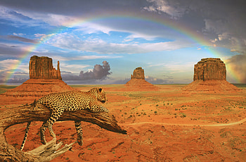 Fantasy Leopard Rainbow, leopard, animals, rainbow, fantasy HD wallpaper