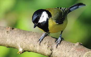 Great Tit, black, blue tit, bird, yellow, pitigoi, pasari HD wallpaper