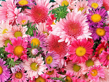 Plants, Flowers HD wallpaper