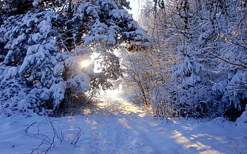 WINTER LIGHT, Winter, Rays, light, Snow, Tree, Nature, Seasons HD wallpaper