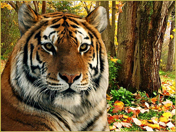 tiger, autumn, animals, big cat HD wallpaper
