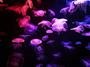 Jellyfish, Dark, Glow, Tentacle HD wallpaper
