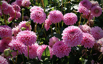 Pink Dahlias, pink, nature, flowers, dahlias HD wallpaper