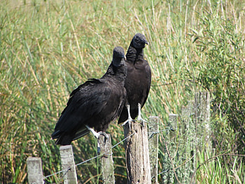 cuevo, cuervo, pajaro, ave, bird HD wallpaper