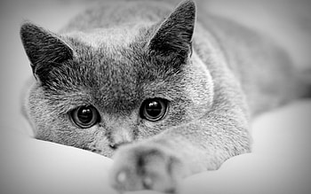 Animals, Cats HD wallpaper
