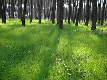 Forest of Flowing Grass, grass, nature, sun, forest HD wallpaper