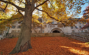 mighty tree in autumn at indiana university, leaves, autumn, building, college, tree HD wallpaper