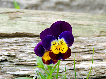 Two Little Pansies Sitting By A Log, graphy, Summer, Pansies, Flowers, Nature, Log HD wallpaper