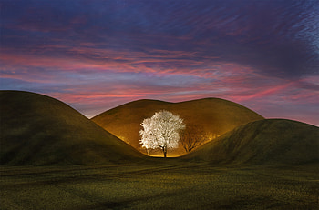 Green hills, landscape, white tree HD wallpaper