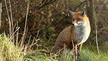Animals, Grass, Fox, Sit, Predator HD wallpaper