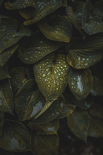 Water, Leaves, Drops, Plant, Macro HD phone wallpaper