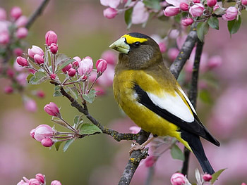 Evening Grosbeak, Montana, bird, tree, yellow, blossoms HD wallpaper