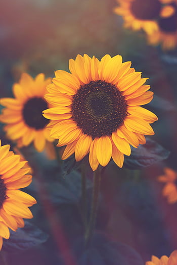 Beautiful close-up of blooming sunflowers highlighting their vibrant yellow petals in a serene garden setting. HD phone wallpaper
