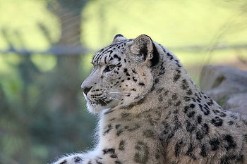 Animals, Snow Leopard, To Lie Down, Lie, Predator, Satisfied, Content HD wallpaper