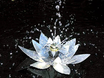White flower, white, flowers HD wallpaper