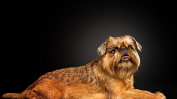 Brussels Griffon, Shih Tzu haircuts, Cute puppies HD wallpaper