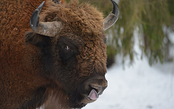 Bison, animal, nature, buffalo HD wallpaper