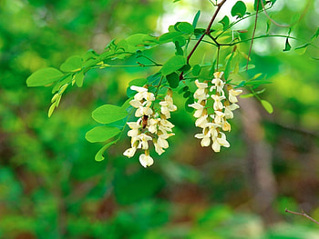 Plants, Flowers HD wallpaper