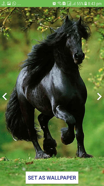 Black Horse, Long Hair HD phone wallpaper