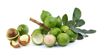 Macadamias, Go nuts, Kimberly Marin, AP RD HD wallpaper