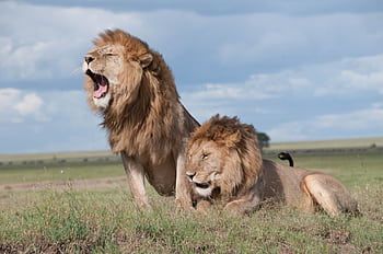 Two majestic lions roaring and relaxing in the vast savanna of Tanzania, showcasing wildlife in their natural habitat. HD wallpaper