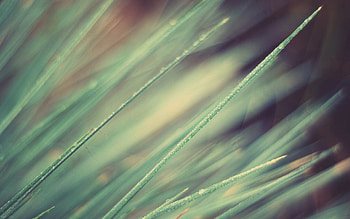 Grass, Macro, Shine, Light, Lines, Obliquely HD wallpaper