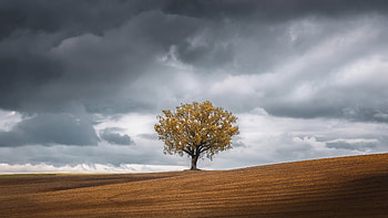 Landscape with trees, Nature's tapestry, Scenic beauty, Majestic views HD wallpaper
