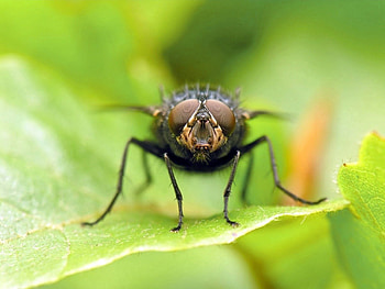 Macro, Sit, Insect, Leaflet, Fly HD wallpaper