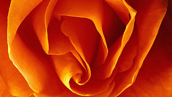 Macro, Petals, Bud, Collapsed, Convolute HD wallpaper