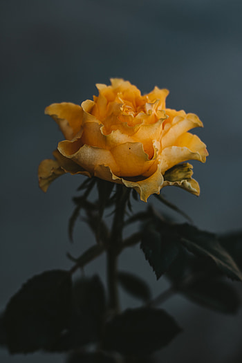 Flowers, Flower, Rose Flower, Rose HD phone wallpaper