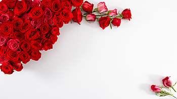 White Background HD wallpaper