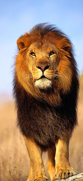 King, graph, felidae HD phone wallpaper