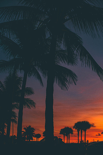 Sunset, Palms, Dark, Silhouette HD phone wallpaper