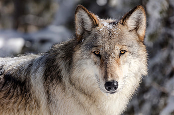 Gray Wolf, Endangered species act, Protections, Courthouse news service HD wallpaper