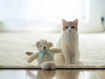 Kitty and Teddy, teddy, animals, cute, cat, pet HD wallpaper