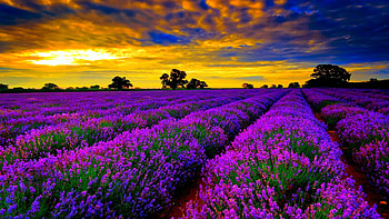 most beautiful field of lavender flowers high definition windows 10 colourful HD wallpaper