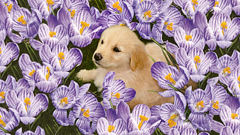 Animals, Flowers, Puppy, Labrador HD wallpaper