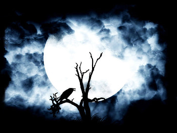 Moon, night, raven HD wallpaper